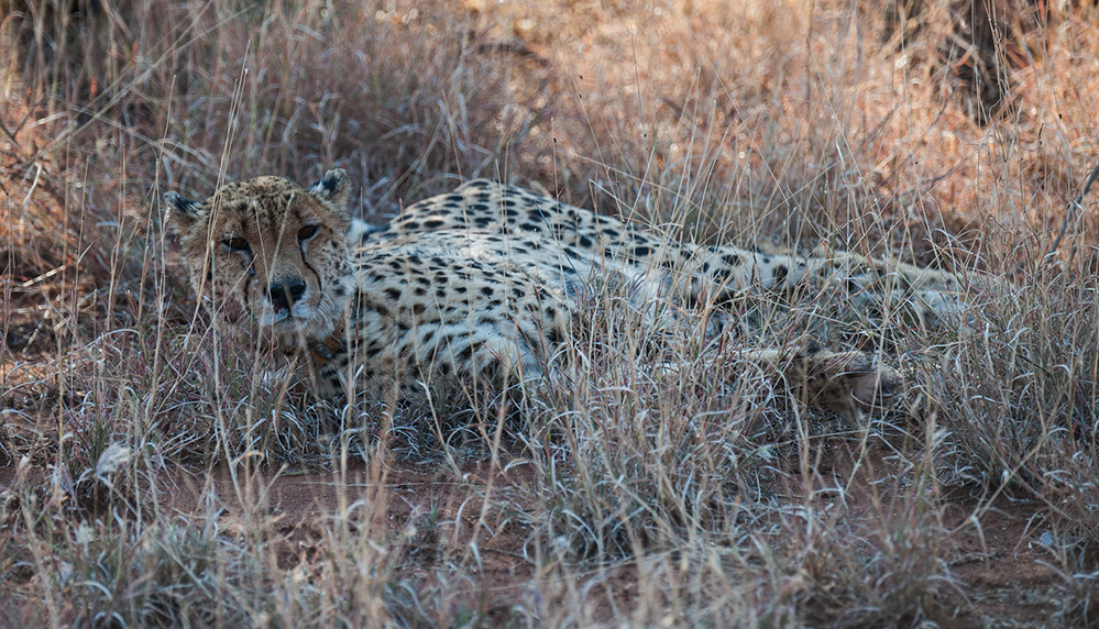 Madikwe Game Reserve Cheetah Resting